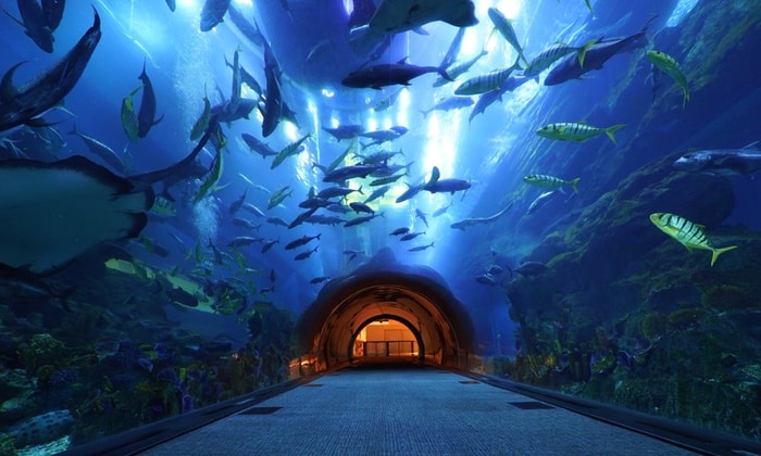 Dubai Aquarium and Under water Zoo